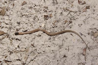Tantilla coronata (Florida crowned snake), Citrus county, Florida