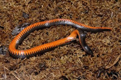 Seminatrix pygaea (Florida swampsnake), Okeechobee county, Florida