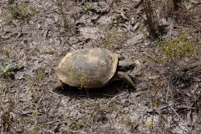 Gopherus polyphemus (Gopher Tortoise), Citrus county, Florida