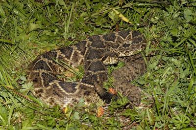 another Georgia Diamondback