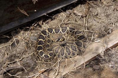 Crotalus adamanteus (eastern diamondback rattlesnake juvenile) in situ, Georgia