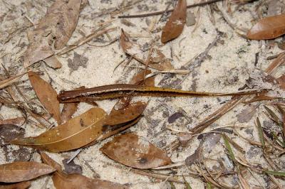 g3/24/521324/3/56778748.euryceacirrgera.jpg