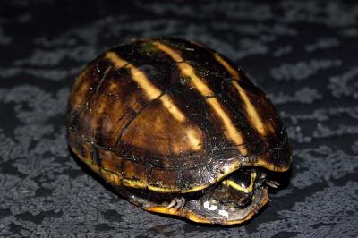 Kinosternon baurii (striped mud turtle), Okeechobee county, Florida