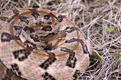 Crotalus horridus (timber rattlesnake rattling), Georgia