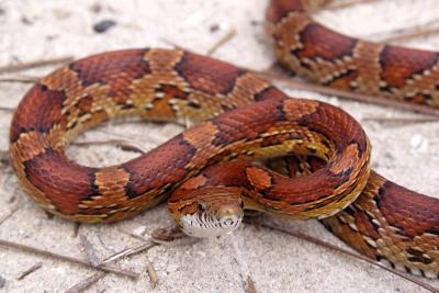 Elaphe guttata (cornsnake), Leon county, Florida