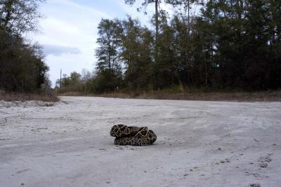 a young diamondback crossing a forest road in Florida