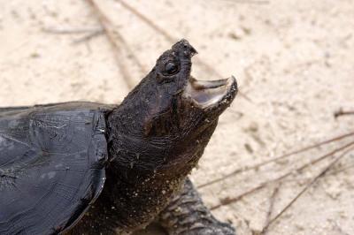 Chelydra serpentina (Florida snapping turtle), Liberty county, Florida