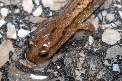 Eurycea tynerensis (graybelly salamander), Franklin county, Arkansas