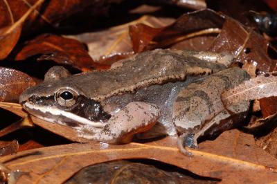 Rana sylvatica (wood frog), Franklin county, Arkansas