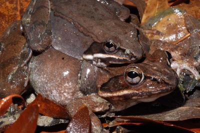 Rana sylvatica (wood frogs amplexing), Franklin county, Arkansas