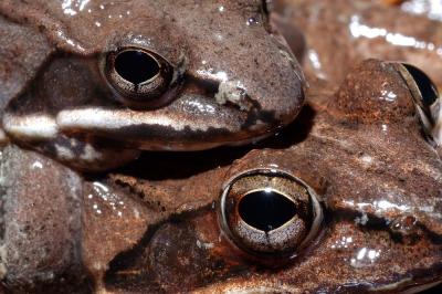 Rana sylvatica (wood frogs amplexing), Franklin county, Arkansas