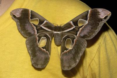 Costa Rican Moth