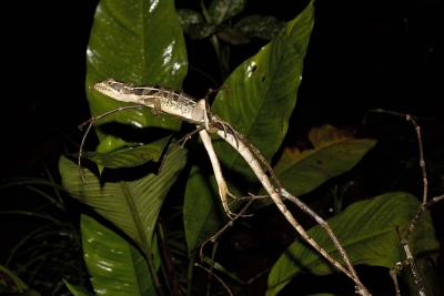 Basiliscus vittatus, Tortuguero, Costa Rica