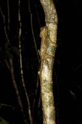 Corytophanes cristatus, Tortuguero, Costa Rica