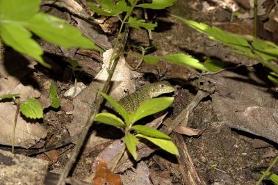 Ctenosaura similis juvenile, Manuel Antonio, Costa Rica