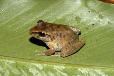 Eleutherodactylus fitzingeri, Tortuguero, Costa Rica