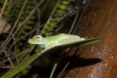 Hyla rufitela, Tortuguero, Costa Rica