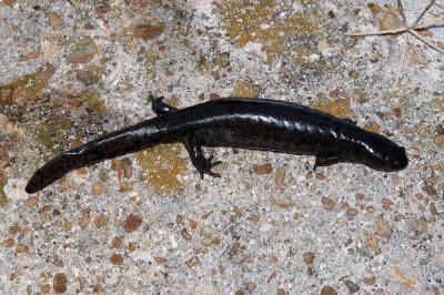 Ambystoma texanum (smallmouth salamander), Washington county, Arkansas