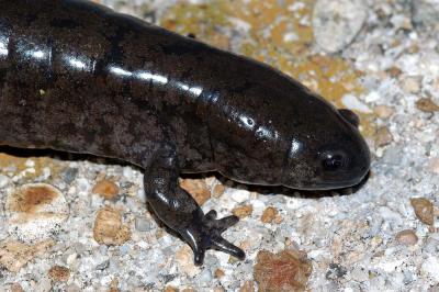 smallmouth salamander