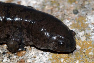 smallmouth salamander
