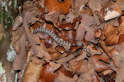 yearling pigmy rattlesnake (Sistrurus miliarius)