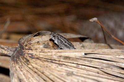 Bufo quercicus (Oak Toad), Brevard county, Florida