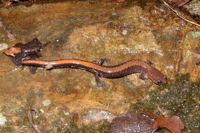 Plethodon serratus (southern redback salamander), Ouachita NF, Arkansas