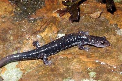 Plethodon ouachitae (Rich Mountain Salamander), Rich Mountain, Arkansas