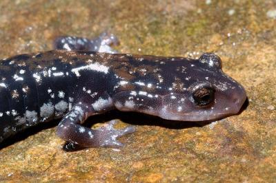 Rich Mountain Salamander