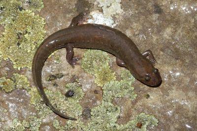 Desmognathus brimleyorum (Ouachita dusky salamander), Ouachita NF, Arkansas
