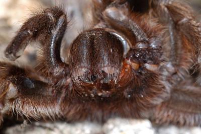 Tarantula closeup