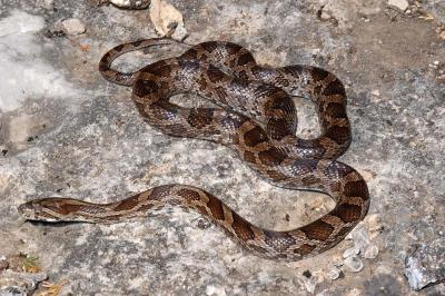 Elaphe emoryi (Great plains ratsnake), Carroll county, Arkansas