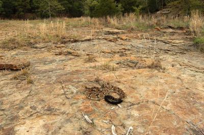 Timber rattlesnake surveys territory