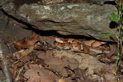 Copperhead in a rock crevice