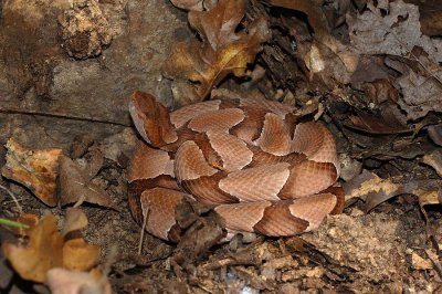Copperhead revealed from a log