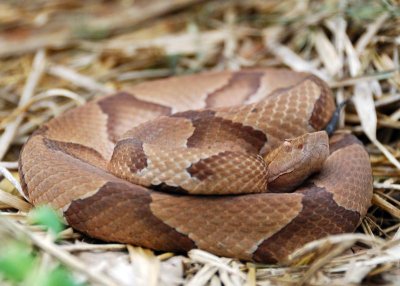 copperhead.jpg