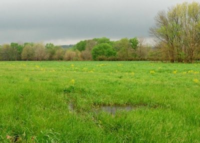 field.jpg