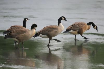 Geese 1