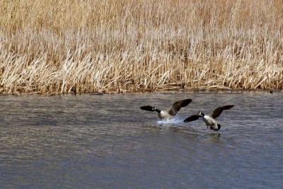 Mohawk River Geese 1