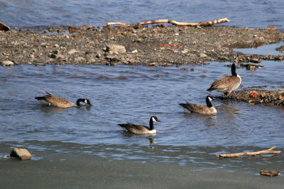 Mohawk River Geese 2