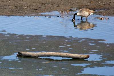 Mohawk River Geese 4