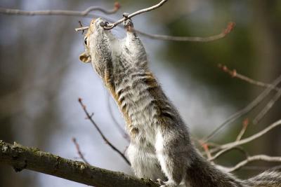 g3/24/539824/3/57421402.060318squirrel01aj.jpg