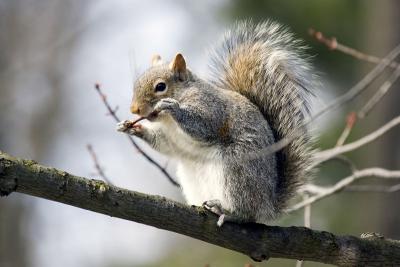 g3/24/539824/3/57421425.060318squirrel02aj.jpg