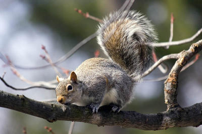 g3/24/539824/3/57421460.060318squirrel03aj.jpg