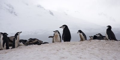 Antarctica 007