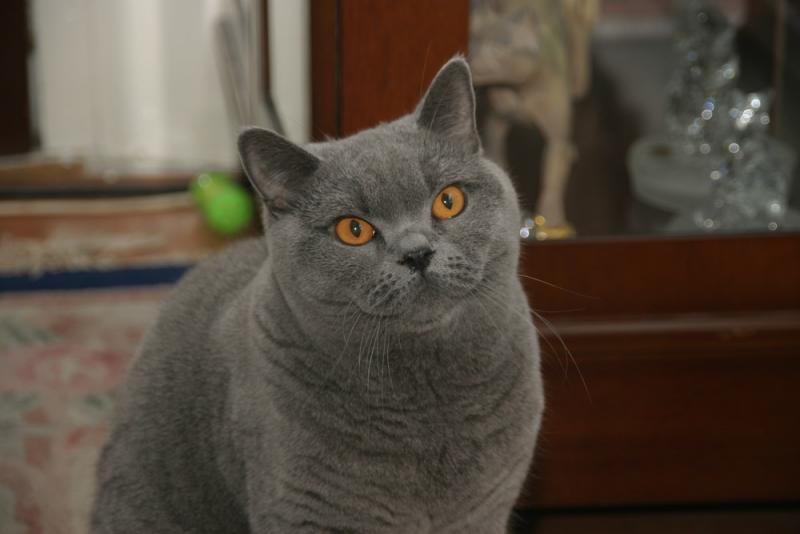 Jasmin