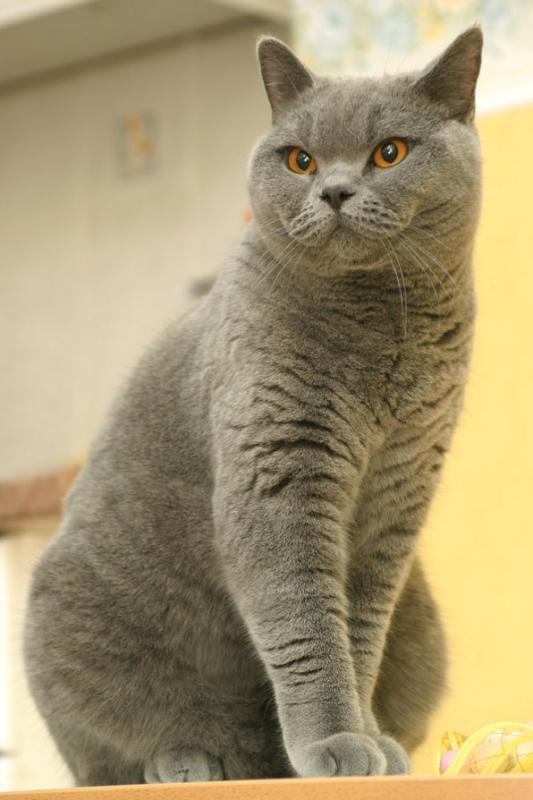 jasmin