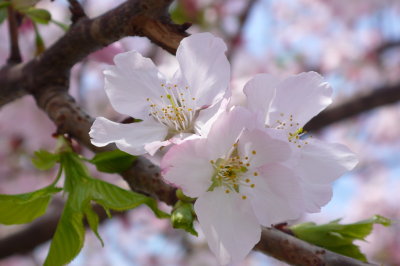 2008天元宮賞櫻