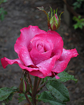 A Single Rose in the Rain