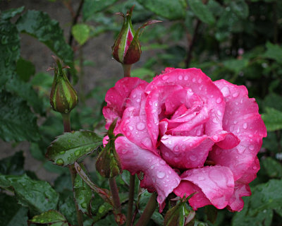 A Single Rose in the Rain II